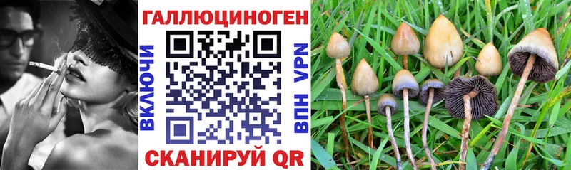 где продают   Зеленодольск  Галлюциногенные грибы Cubensis 